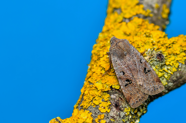 Conistra rubiginosa - szürke télibagoly