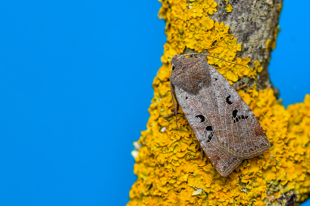 Conistra rubiginosa - szürke télibagoly