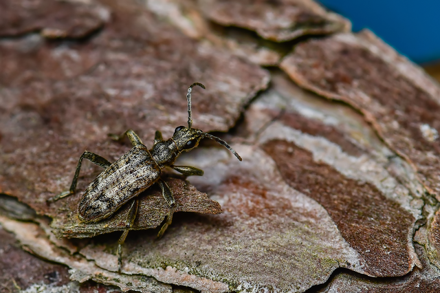 Rhagium inquisitor - fenyves-tövisescincér