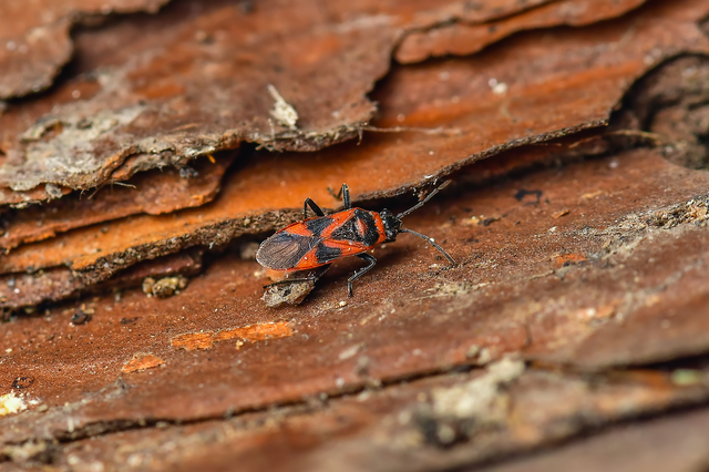 Arocatus roeselii