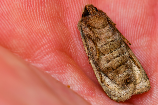 Conistra rubiginosa - szürke télibagoly