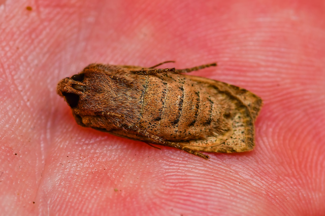 Conistra rubiginosa - szürke télibagoly