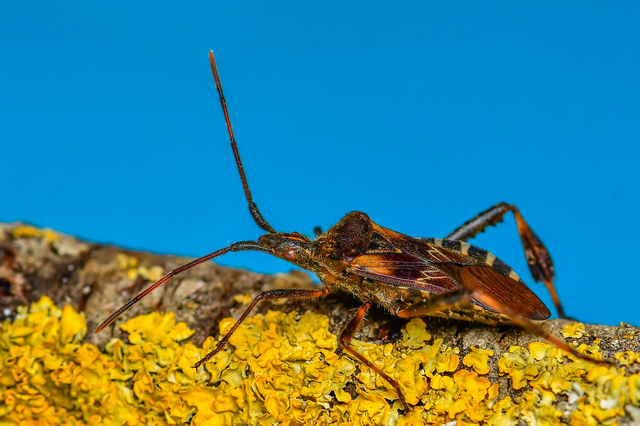 Leptoglossus occidentalis - nyugati levéllábú poloska Leptoglossus occidentalis - nyugati levéllábú poloska