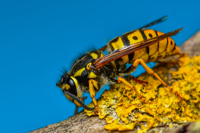 Vespula