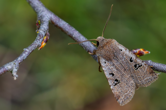 Conistra rubiginosa - szürke télibagoly