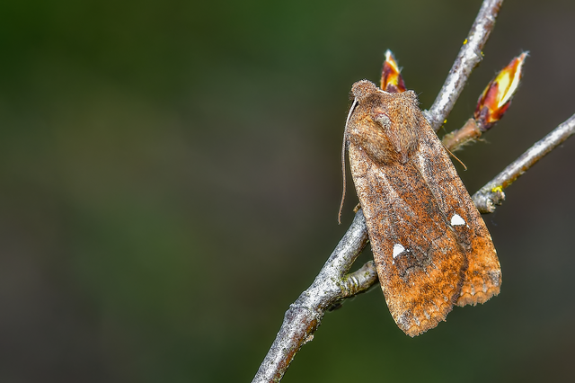Eupsilia transversa - holdacskás télibagoly
