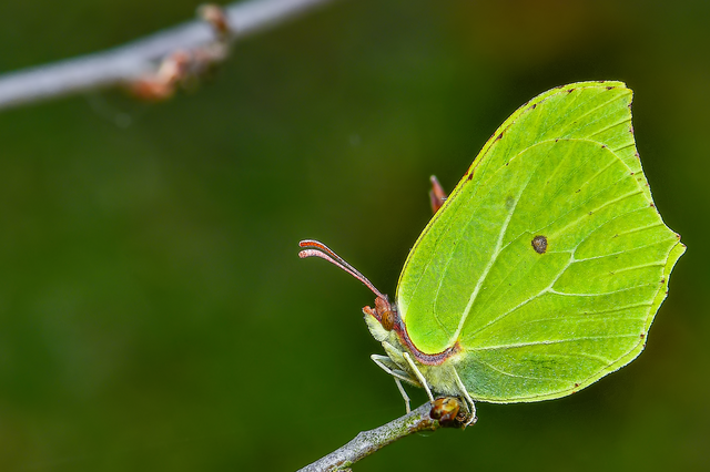 Gonepteryx rhamni - citromlepke