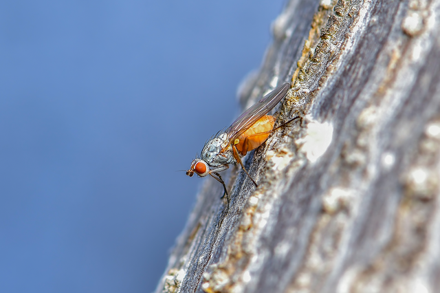 Diptera - Kétszárnyúak
