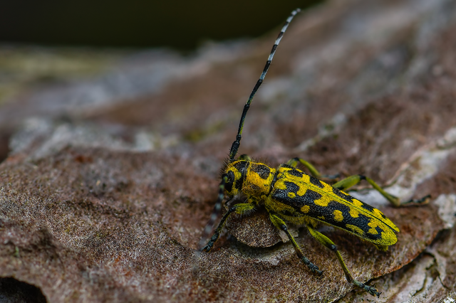 Saperda scalaris - létracincér