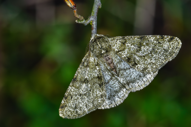 Apocheima pilosaria - zöldes tavasziaraszoló