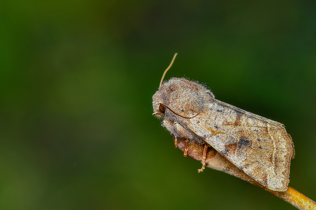 Orthosia incerta - változékony barkabagoly