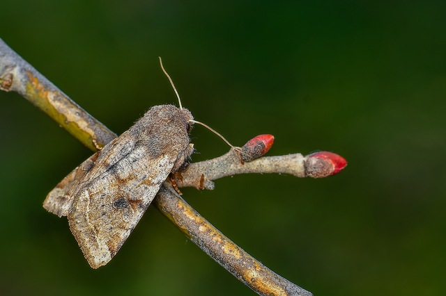 Orthosia incerta - változékony barkabagoly