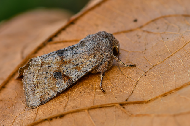 Orthosia incerta - változékony barkabagoly