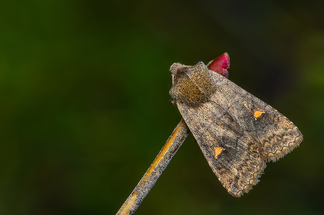 Eupsilia transversa - holdacskás télibagoly