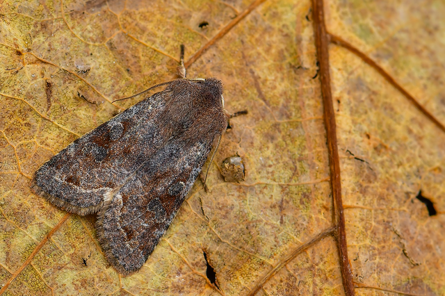 Orthosia incerta - változékony barkabagoly