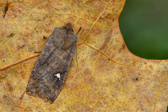 Eupsilia transversa - holdacskás télibagoly