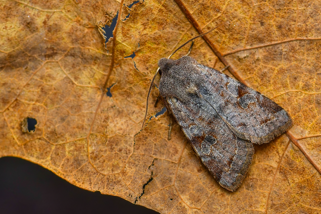 Orthosia incerta - változékony barkabagoly