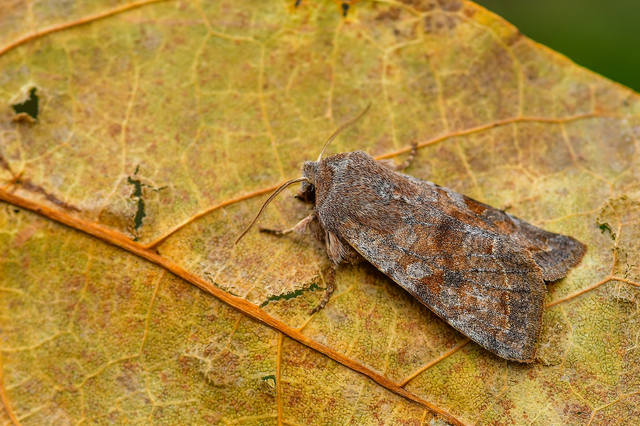 Orthosia incerta - változékony barkabagoly