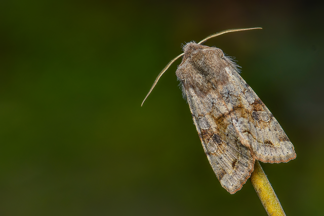 Orthosia incerta - változékony barkabagoly