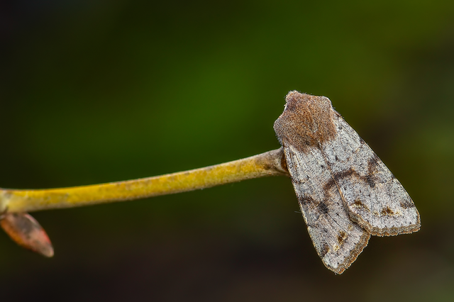 Orthosia incerta - változékony barkabagoly