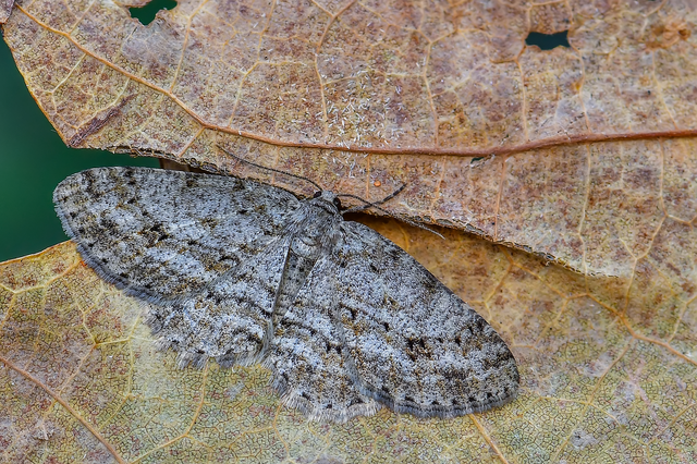 Ectropis crepuscularia - avararaszoló