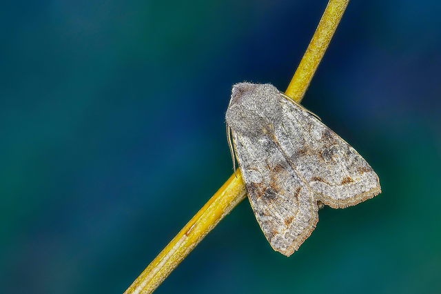 Orthosia incerta - változékony barkabagoly