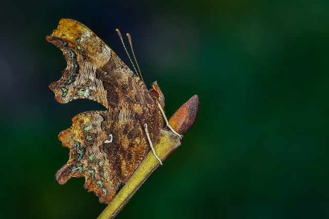 Nymphalis c-album - C-betűs lepke