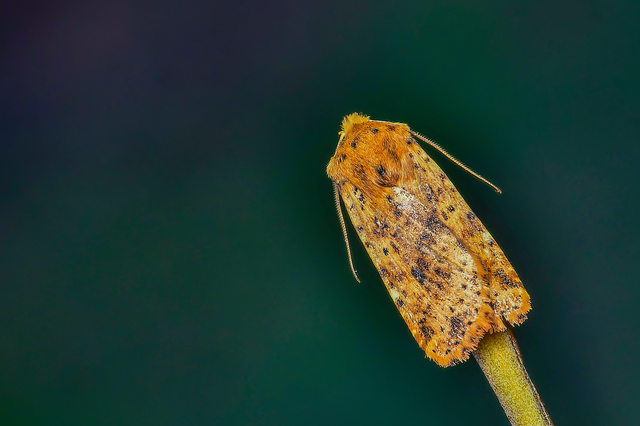 Conistra rubiginea - vörös őszibagoly