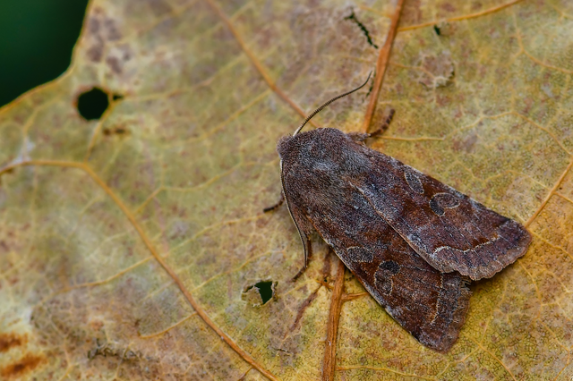 Orthosia incerta - változékony barkabagoly