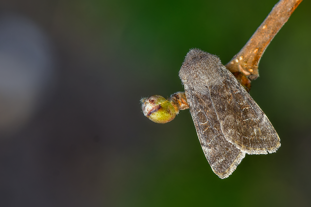 Orthosia populeti - nyárfa-barkabagoly