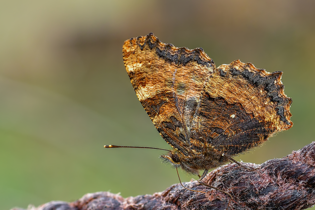 Nymphalis polychloros - nagy rókalepke