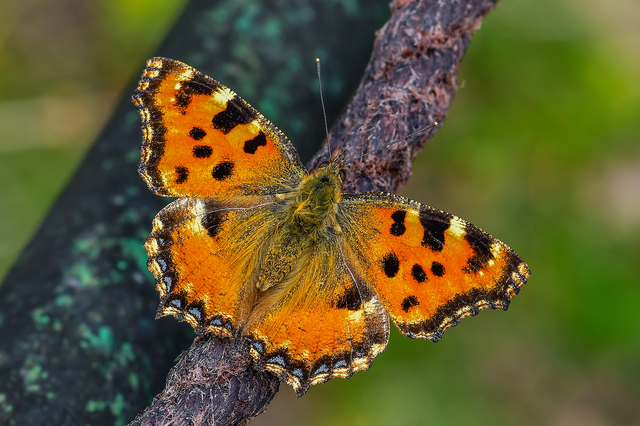 Nymphalis polychloros - nagy rókalepke