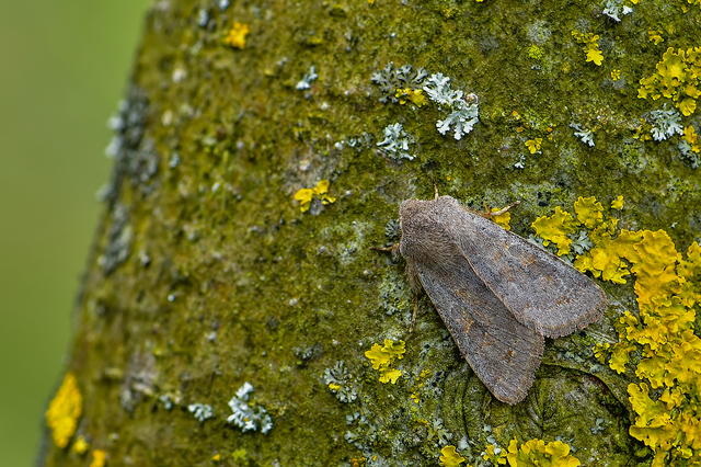 Orthosia populeti - nyárfa-barkabagoly