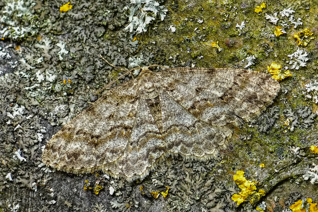 Ectropis crepuscularia - avararaszoló