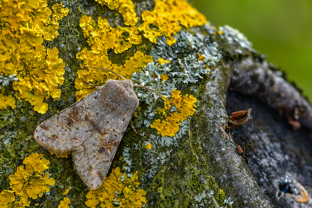 Orthosia incerta - változékony barkabagoly