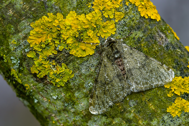 Apocheima pilosaria - zöldes tavasziaraszoló