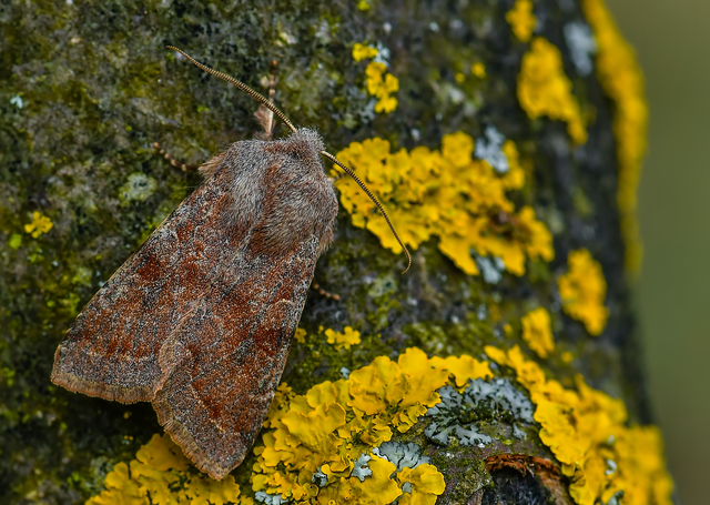 Orthosia incerta - változékony barkabagoly
