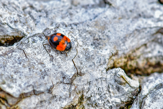 Adalia bipunctata - kétpettyes katica