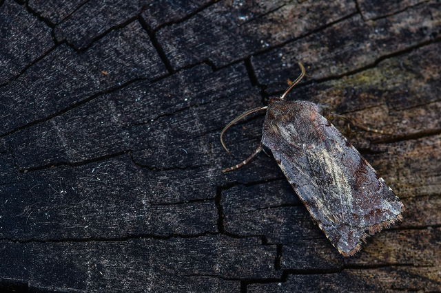 Cerastis rubricosa - vörhenyes tavaszibagoly