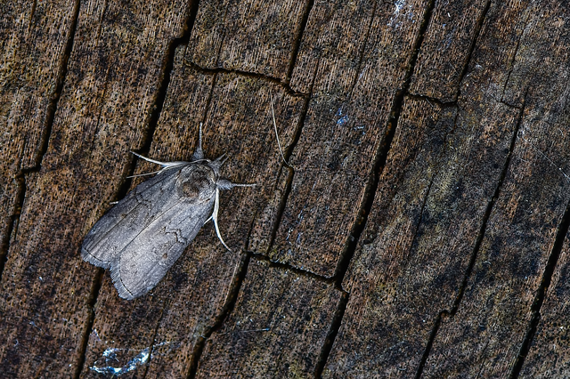 Nycteola asiatica - nyárfa-trapézbagoly