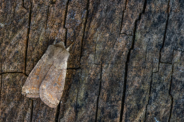 Orthosia cruda - kis barkabagoly