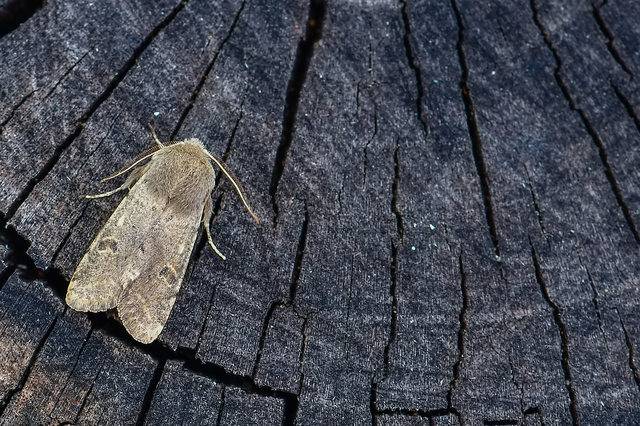 Orthosia cruda - kis barkabagoly