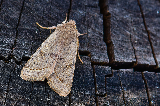 Orthosia cerasi - közepes barkabagoly