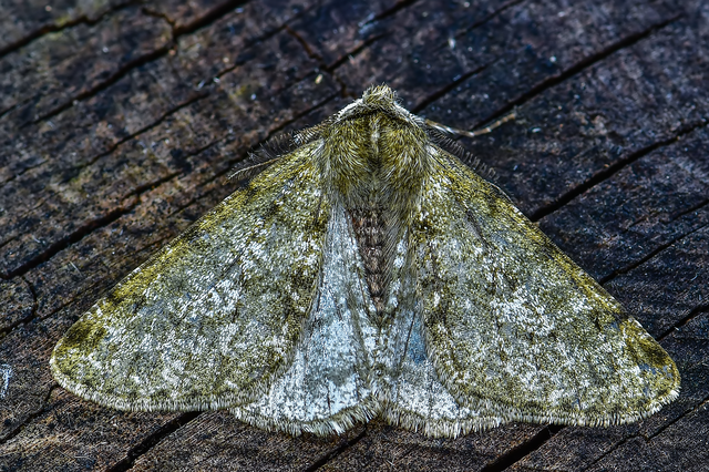 Apocheima pilosaria - zöldes tavasziaraszoló