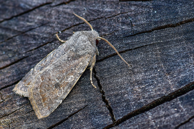Orthosia incerta - változékony barkabagoly
