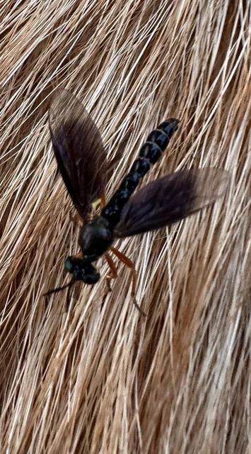 Dioctria flavipennis
