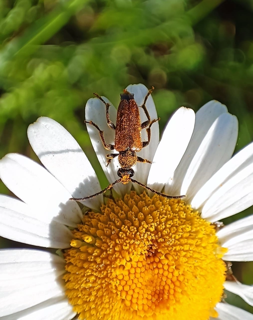 Pseudovadonia livida - barnás virágcincér