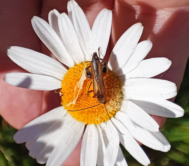 Oedemera podagrariae - székfű-álcincér
