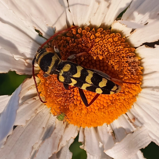 Echinocerus floralis - lucerna-darázscincér