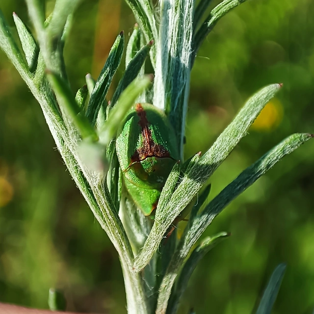 Cassida Cassida